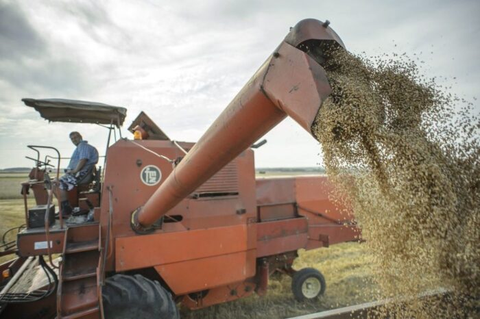 produkcja zbożowa, główny urzad statystyczny, zboża podstawowe