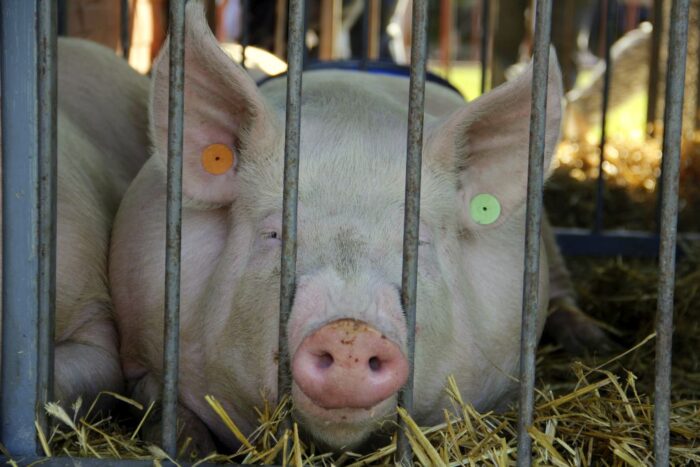 brytyjska wieprzowina, breksit, żywiec wieprzowy