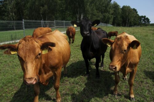 ceny produktów rolnych, produkty rolne, zboża, mięso