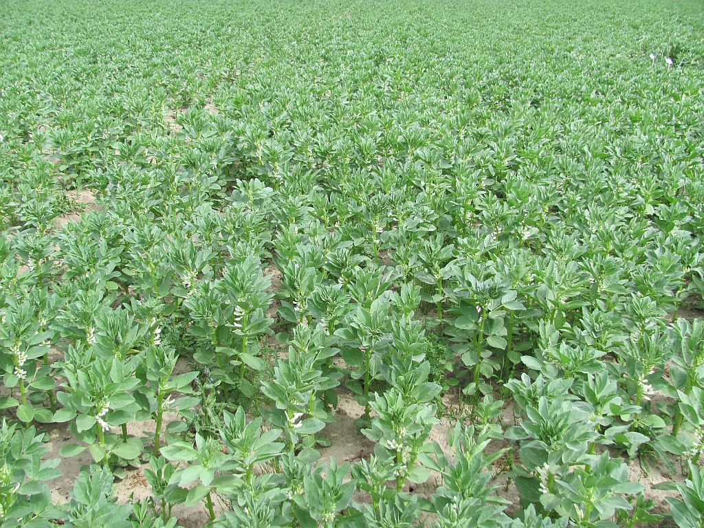 Krajowe Zrzeszenie Producentów Rzepaku i Roślin Białkowych, rośliny białkowe,