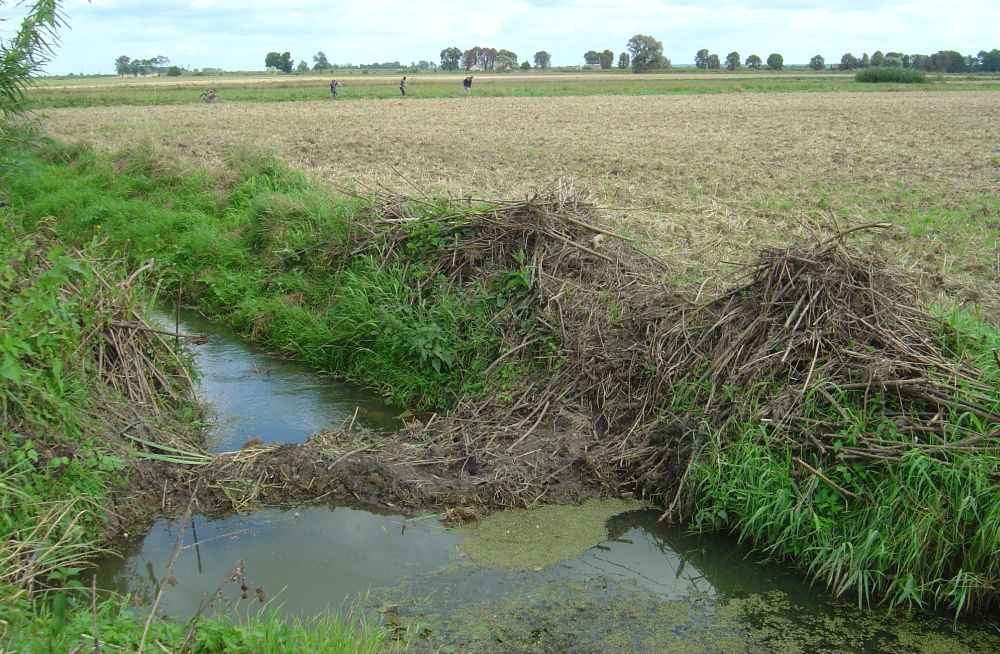szkody wyrządzone przez zwierzęta chronione, pieniądze, bobry