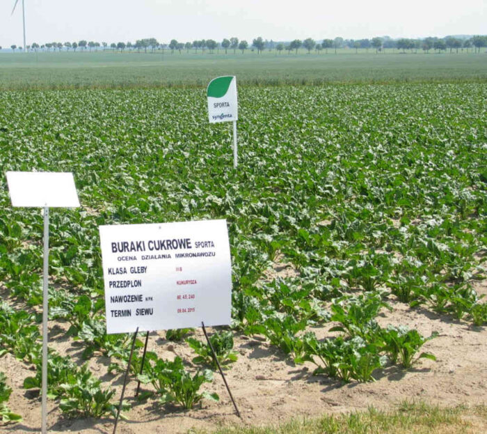 buraki_cukrowe_kontraktacja