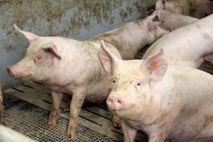 identyfikacja i rejestracja zwierząt, choroby zakźne zwierząt, ASF