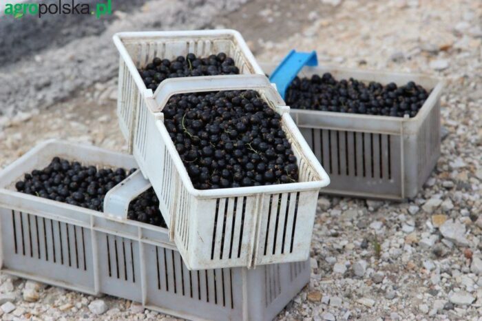 susza rolnicza, Agencja Restrukturyzacji i Modernizacji Rolnictwa, pomoc suszowa