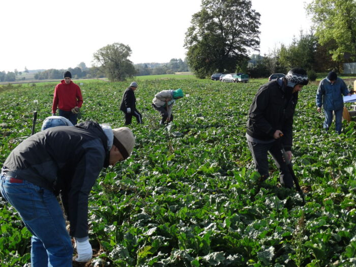 burak cukrowy, plony, susza, zamojszcyzna