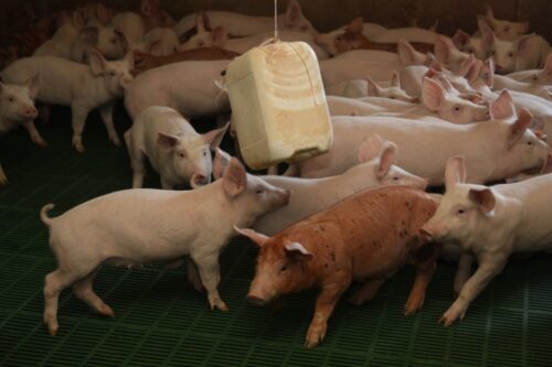 przemysłowe fermy, trzoda chlewna, zwierzęta, obrońcy zwierząt