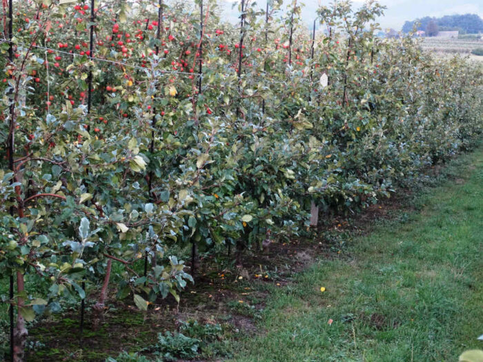 jesien_dokarmianie_sady