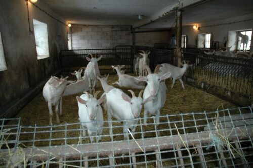 mięso owcze, mięso kozie, Nowa Zelandia, Australia