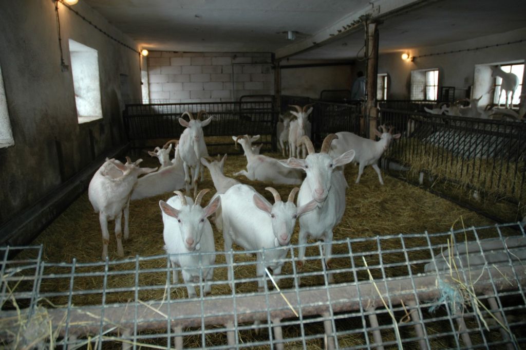 mięso owcze, mięso kozie, Nowa Zelandia, Australia