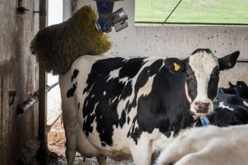 produkcja bydła, jałówki, byki, wolce