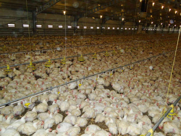 kurczaki, produkcja drobiu, wzrost eksportu, cena