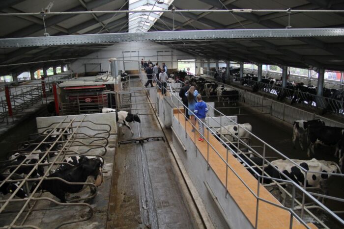 lely, obora, krowy mleczne, modernizacja
