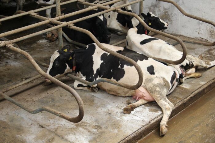 ARiMR, utylizacja zwierząt, zakłady utylizacyjne, bydło, krowy, konie, kozy, owce, świnie, producenci zwierząt, hodowcy