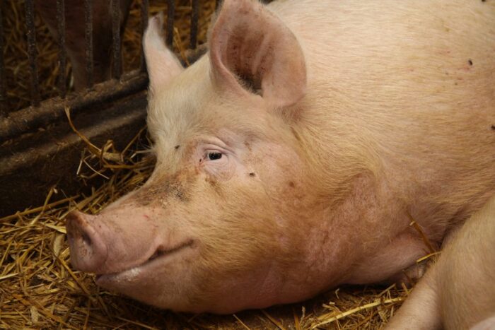 lochy, szczepionka, Boehringer Ingelheim, PCV2