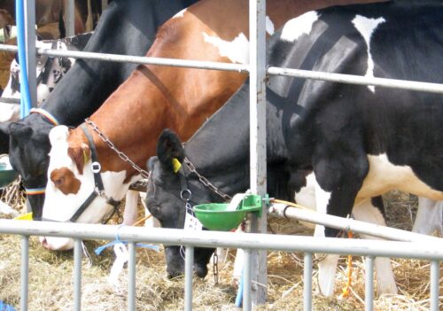 Krajowa Rada Izb Rolniczych, wsparcie dla producentów mleka,  produkcja zwierzęca