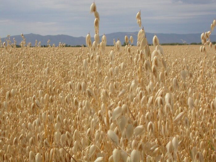 Międzynarodowa Rada Zbożowa, rynek zbóż, produkcja owsa