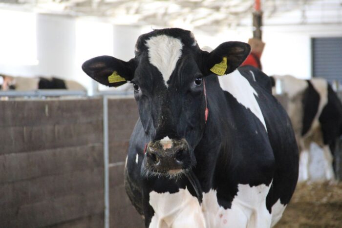 pogłowie krów, wydajność krów, bydło mleczne