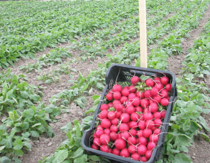 przepisy_kontrola_warzywa_inspekcja_handlowa