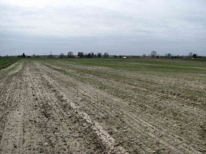 pszenica po burakach, ozime, przewódki