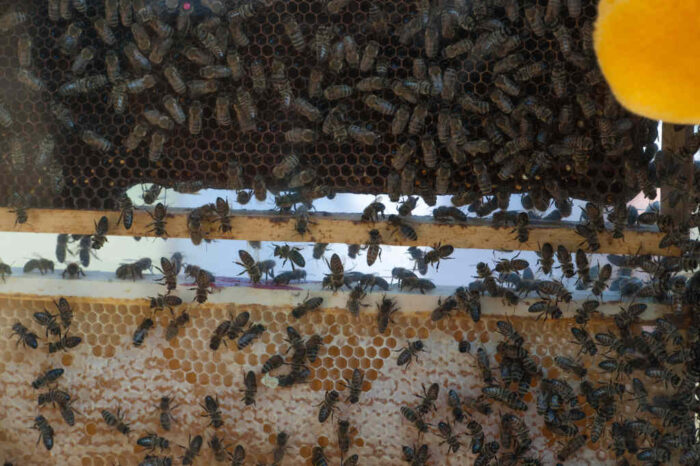 produkt leczniczo weterynaryjny, ABvarC,