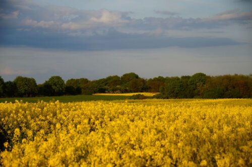 rzepak, rośliny oleiste, produkcja rzepaku