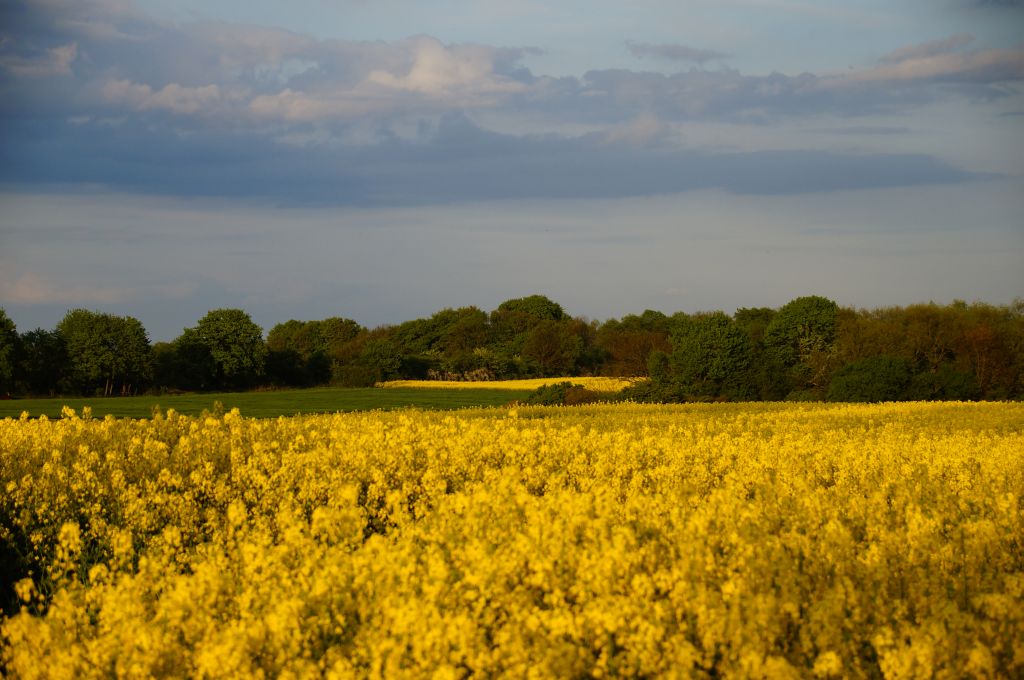rzepak, rośliny oleiste, produkcja rzepaku