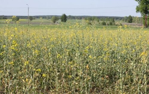 rzepak, canola, euronext w paryżu, cbot w chicago