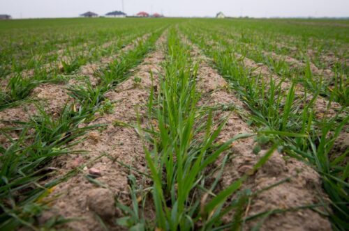 Juliusz Młodecki, Polska Koalicja Biopaliw i Pasz Białkowych, biopaliwa, Adam Stępień