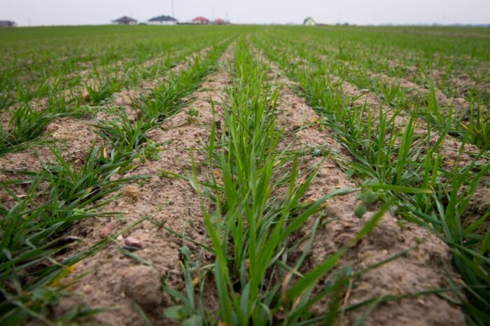 Juliusz Młodecki, Polska Koalicja Biopaliw i Pasz Białkowych, biopaliwa, Adam Stępień