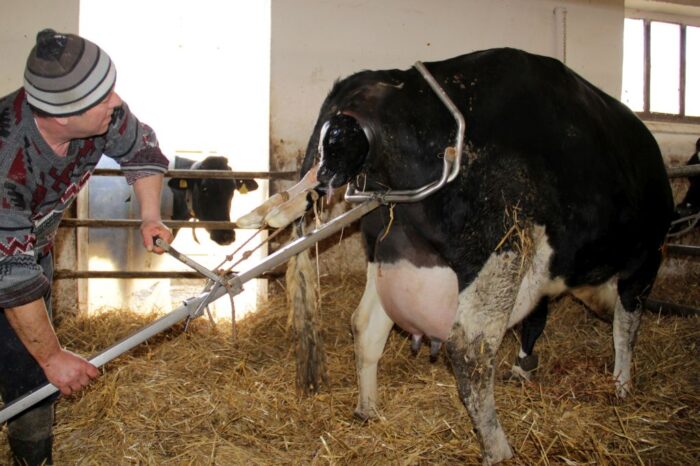 test_ciazy_glikoproteiny_bydlo