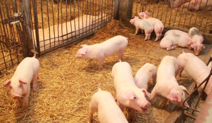 trzoda chlewna, Dania, dodatki cynku