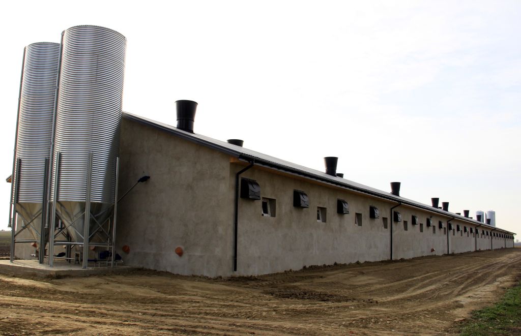 tuczarnia_trzoda_chlewna