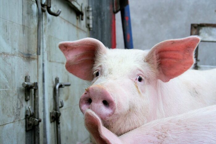 tuczniki, ceny skupu, eksport wieprzowiny, trzoda chlewna