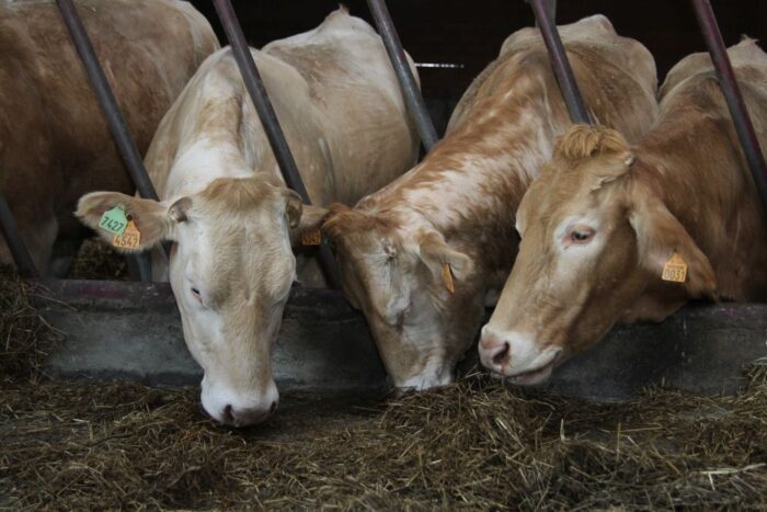 Jerzy Wierzbicki, Polskie Zrzeszenie Producentów Bydła Mięsnego, promocja wołowiny