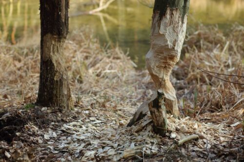 szkody wyrządzane przez bobry, warmia i mazury, Paweł Janczyk, Regionalna Dyrekcja Ochrony Środowiska w Olsztynie