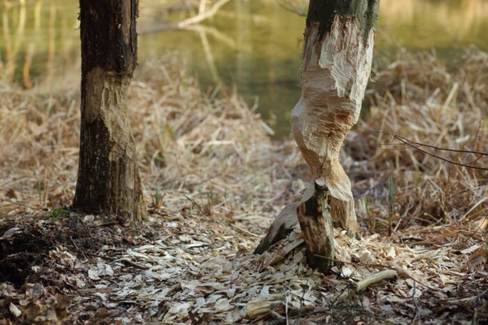 szkody wyrządzane przez bobry, warmia i mazury, Paweł Janczyk, Regionalna Dyrekcja Ochrony Środowiska w Olsztynie