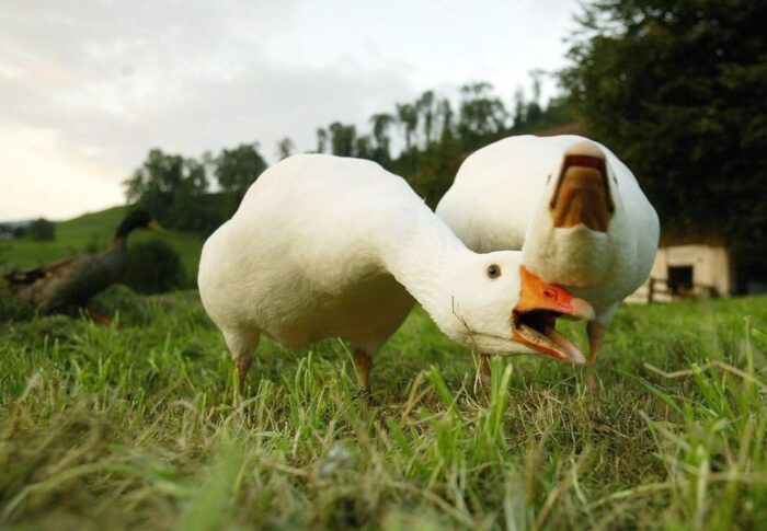 akcja Gęsina na św. Marcina, dania z gęsiny, Slow Food Polska