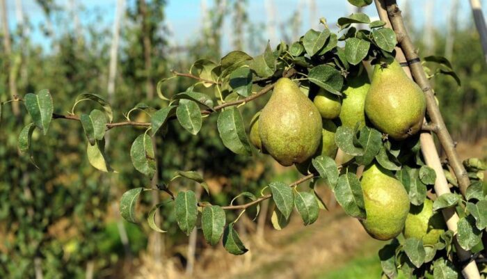 Wellesley College, League of Urban Canners, Ciaran Gallagher, owoce i warzywa