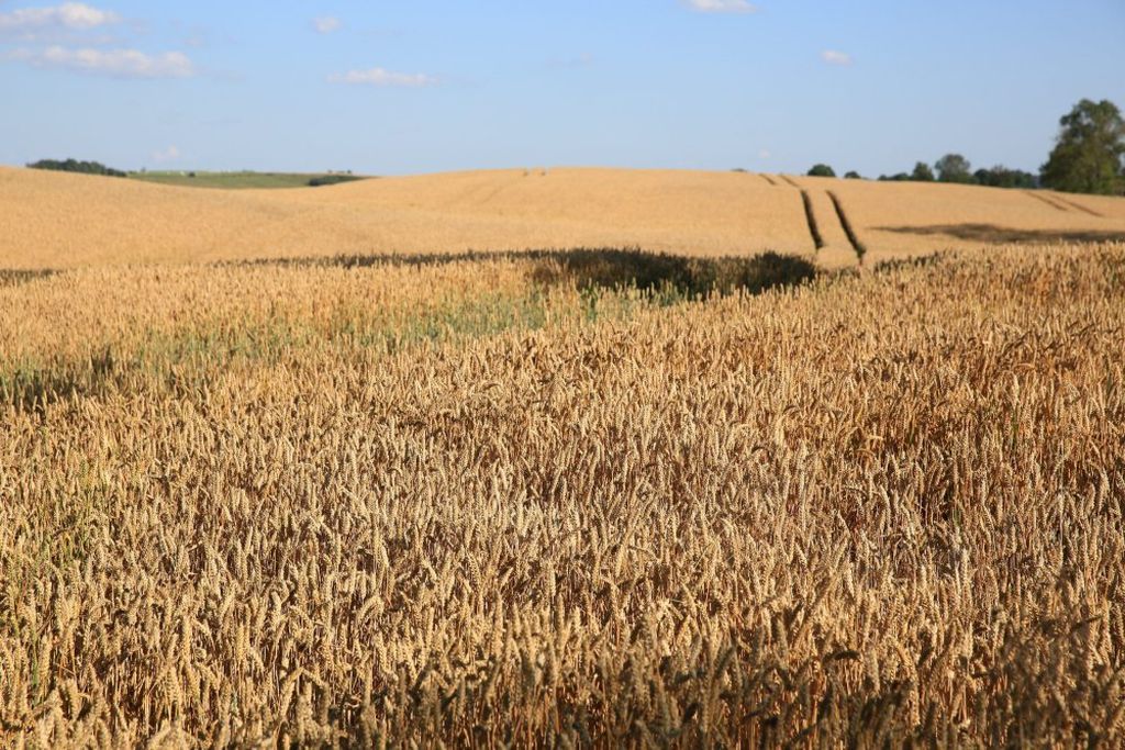 ceny zbóż, sytuacja podażowo-popytowa na rynku zbóż, pszenica, jęczmień