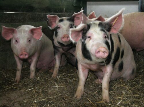 wieprzowina, wołowina, rynek mięsa, agencja rynku rolnego