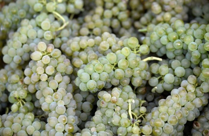 Ewa Wawro, fundacja Galicja Vitis, Roman Myśliwiec, winorośle, winogrono