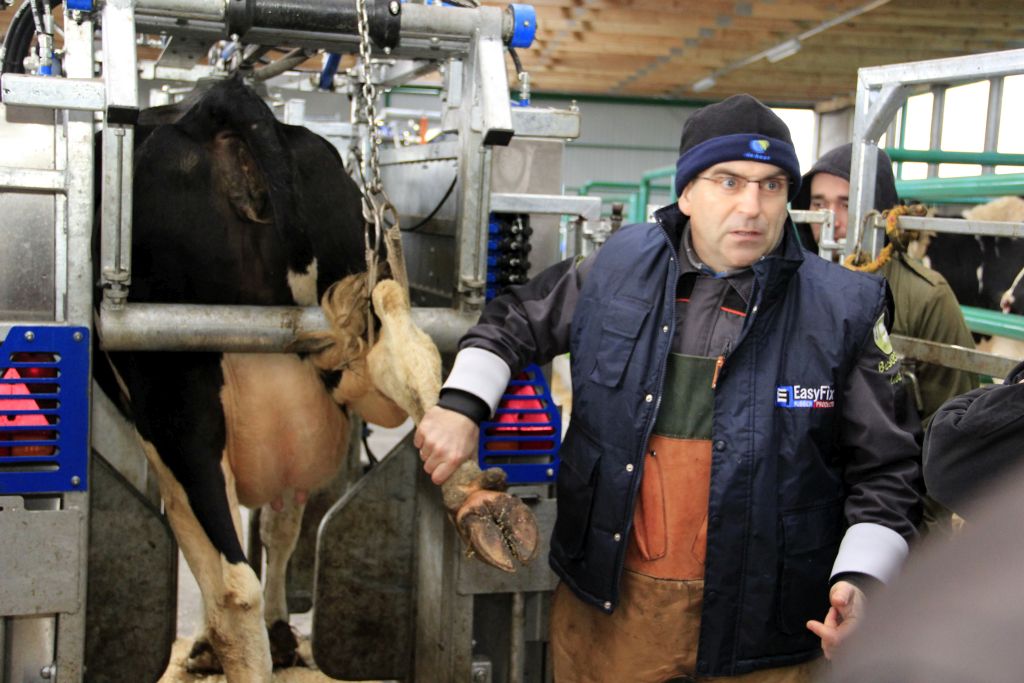 akademia zdrowej racicy, korekcja racic