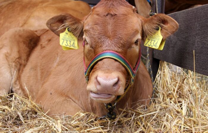 aukcja bydła mięsnego, Janów, bydło mięsne