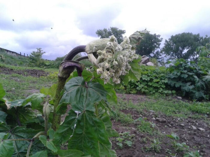 barszcz sosnowskiego, zwalczanie, malopolska