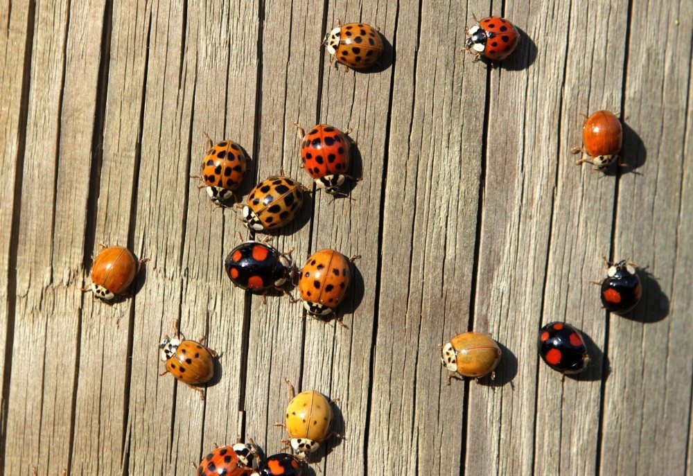 biedronki azjatyckie, inwazja biedronek, turbiny wiatrowe, walka z mszycami