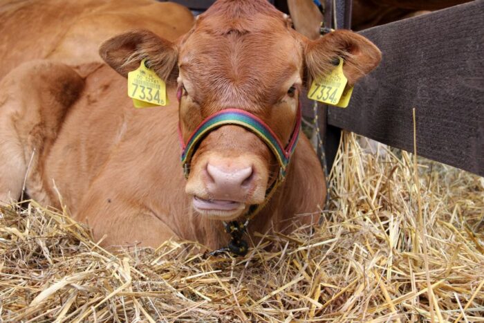 bydlo_miesne_licytacja_janowo