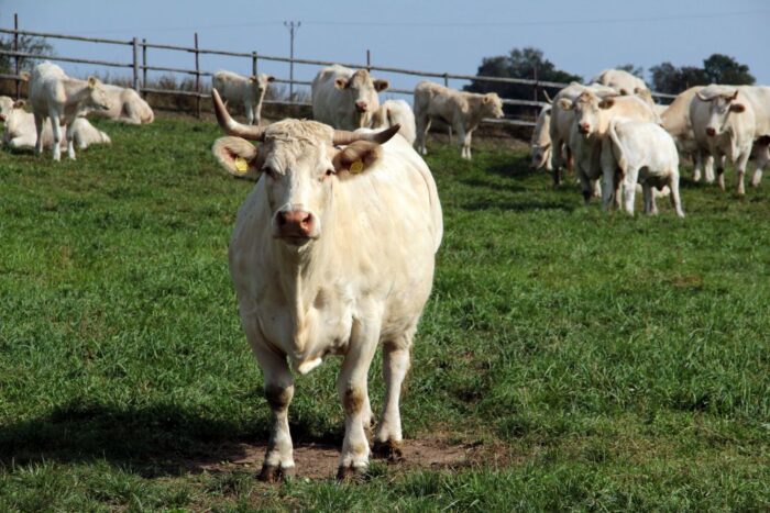 wołowina, kraje mercosur, ue-kraje mercosur, umowa o wolnym handlu