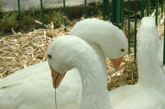 gesina, gęś kołudzka, kujawskopomorskie