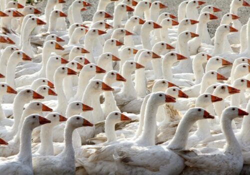 drób,gęsina,kujawsko-pomorskie,mięso,gęsi,hodowla