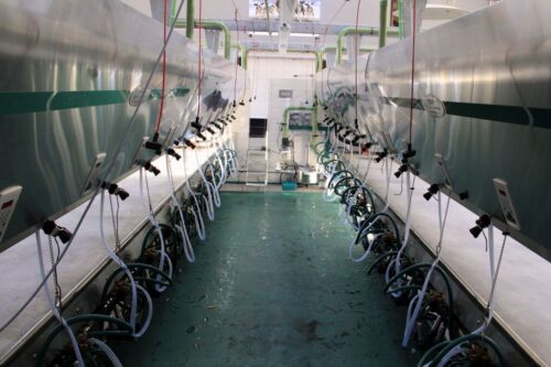 obora z drewna klejonego, budziska, Wolf System